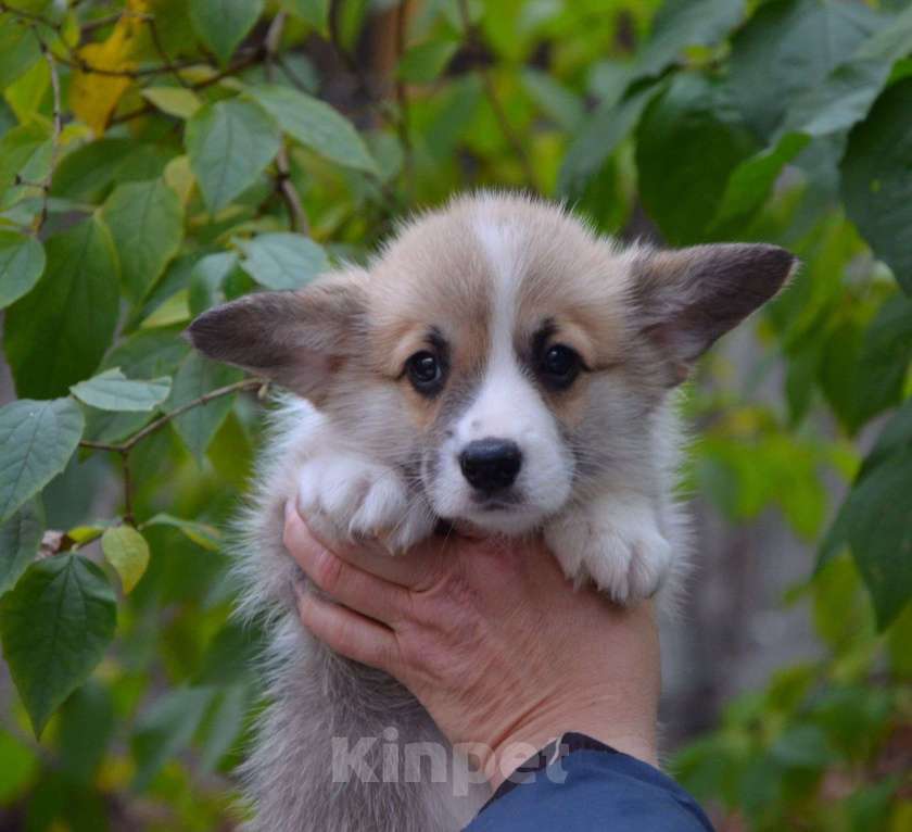 Собаки в Москве: Мальчик вельш корги пемброк Мальчик, 80 000 руб. - фото 3