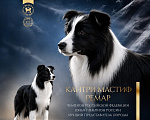 Собаки в Санкт-Петербурге: щенки бордер-колли Разнополые, 70 000 руб. - фото 3