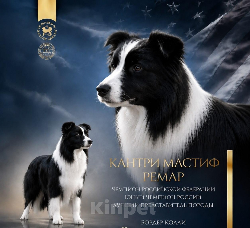 Собаки в Санкт-Петербурге: щенки бордер-колли Разнополые, 70 000 руб. - фото 3