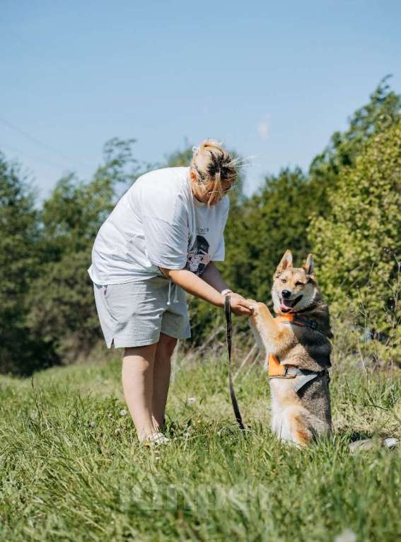 Собаки в Москве: Разноглазый рыжий пёс Гера в дар Мальчик, 1 руб. - фото 7