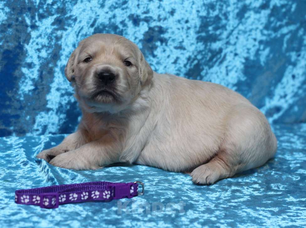 Собаки в Москве: Щенки золотистого ретривера Разнополые, 80 000 руб. - фото 6