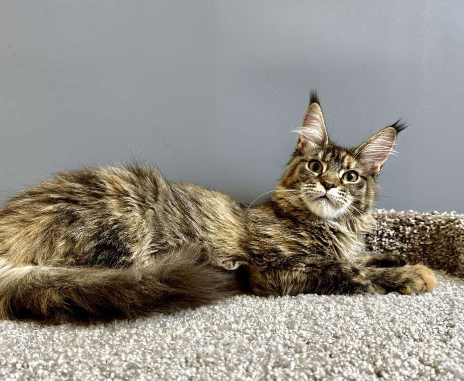 Кошки в Дедовске: Очаровашка-тигровая черепашка Девочка, 35 000 руб. - фото 6