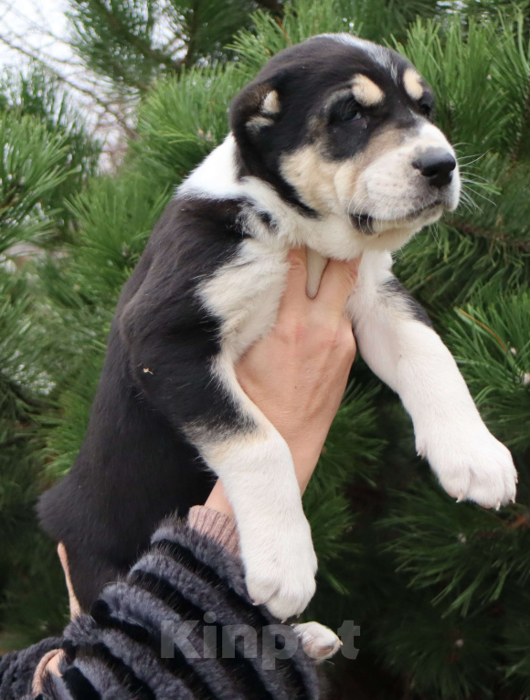 Собаки в Краснодаре: Щенок САО Девочка, 120 000 руб. - фото 1