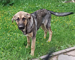 Собаки в Одинцово: Щенок мальчик 7 мес Майк Мальчик, Бесплатно - фото 7