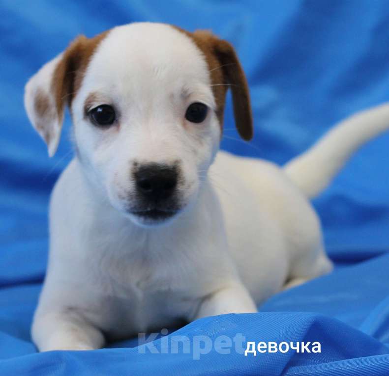 Собаки в Москве: Щенки Джек Рассел терьера  Мальчик, 22 000 руб. - фото 5