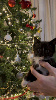 котята ищут дом