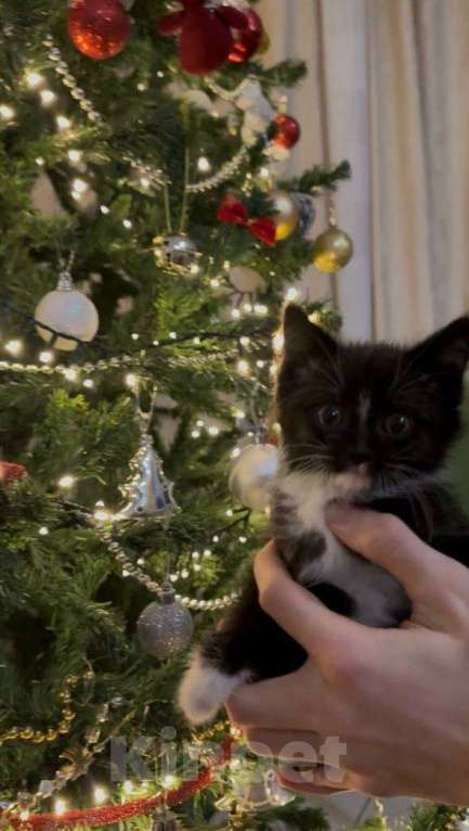 Кошки в Москве: котята ищут дом Девочка, Бесплатно - фото 1