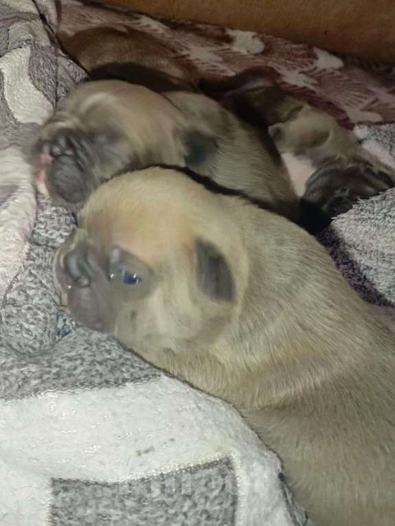 Собаки в Челябинске: Французский бульдог  Мальчик, 35 000 руб. - фото 1