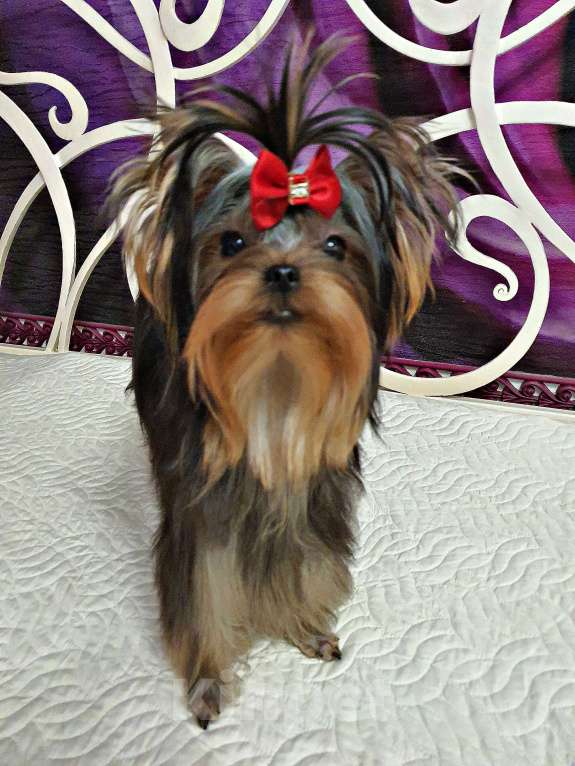 Собаки в Москве: КРАСАВЧИКИ РКФ ПОДРОЩЕННЫЕ Мальчик, 45 руб. - фото 2