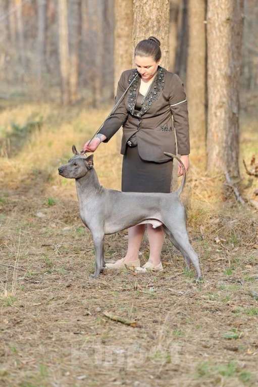 Собаки в Москве: Для вязки предлагается кобель Мальчик, Бесплатно - фото 3