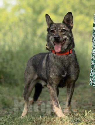 Собаки в Подольске: Забери меня из приюта домой Мальчик, Бесплатно - фото 6