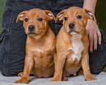 Собаки в Новосибирске: Продажа щенков стаффордширского бультерьера Мальчик, 100 000 руб. - фото 3