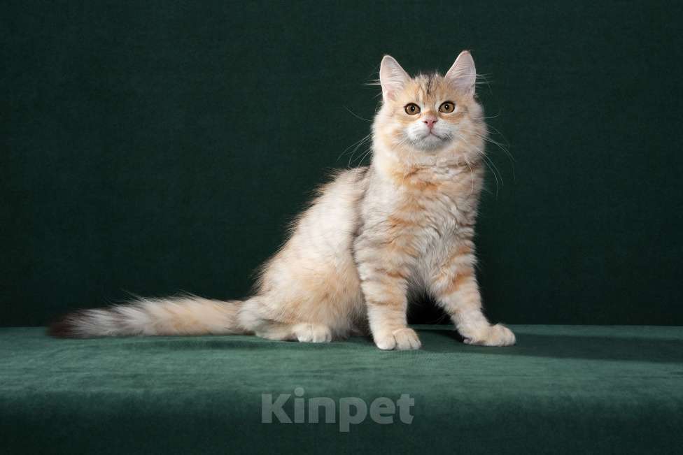 Кошки в Тюмени: Сибирский котёнок Мальчик, 15 000 руб. - фото 6