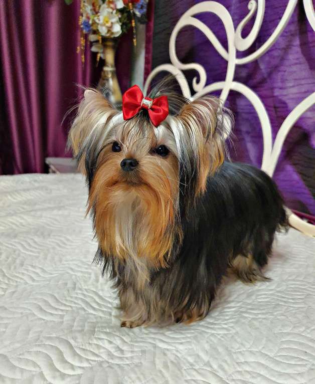 Собаки в Москве: КРАСАВЧИКИ РКФ ПОДРОЩЕННЫЕ Мальчик, 45 руб. - фото 7