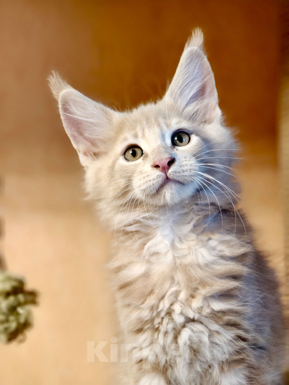 Кошки в Москве:  Елисей - кремовый тикированный мальчик  Мальчик, 90 000 руб. - фото 4