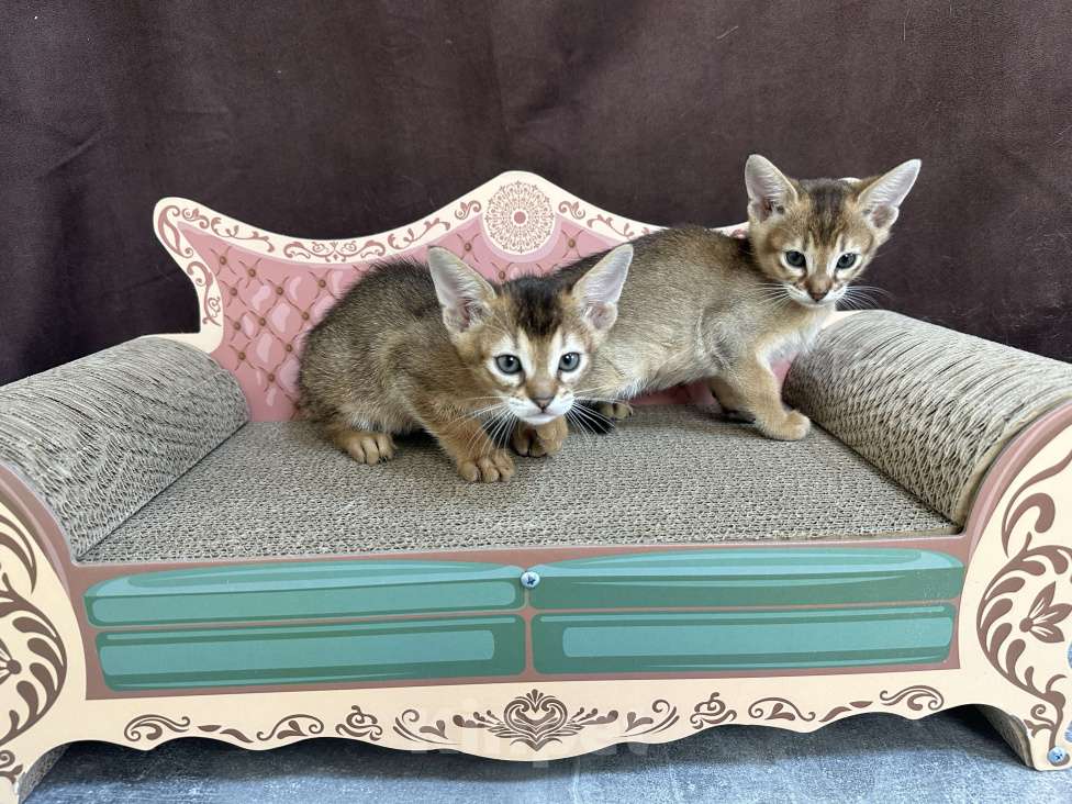 Кошки в Москве: абиссинская кошечка дикого окраса под резерв  Девочка, 85 000 руб. - фото 7