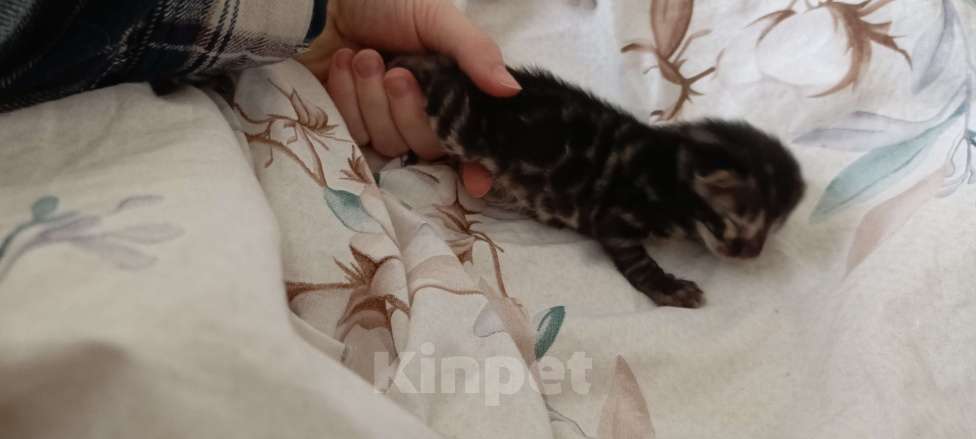 Кошки в Ивантеевке: D003 Девочка, 80 000 руб. - фото 4