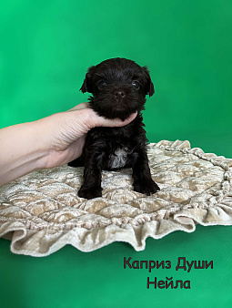 Девочка шоко йорка Нейла
