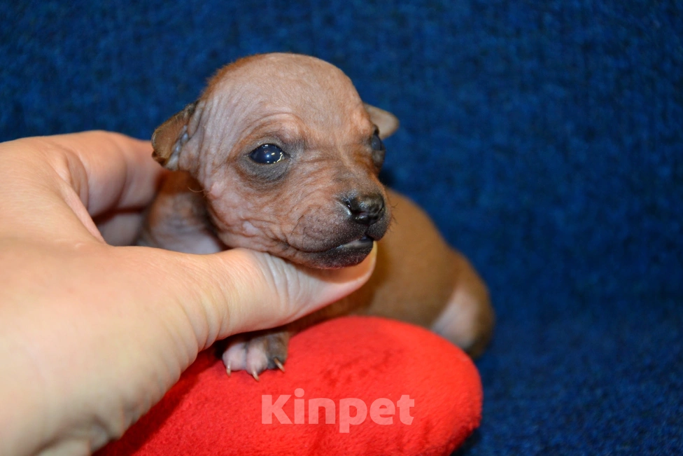 Собаки в Москве: Щенки американского голого терьера  Девочка, 45 000 руб. - фото 3