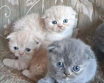 Кошки в Махачкале: Шотландики, 8 500 руб. - фото 4