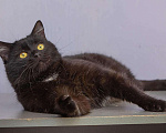 Кошки в Новохоперске: Кошки, 15 руб. - фото 3