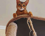 Кошки в Теберде: Вязка, 1 руб. - фото 5