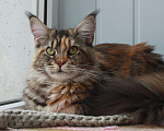 Кошки в Моздоке: Котята мейн кун, 15 000 руб. - фото 10