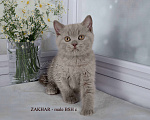 Кошки в Санкт-Петербурге: Британский котик лилового окраса Мальчик, 33 000 руб. - фото 4