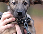 Собаки в Москве: Домашний щеночек в добрые руки Мальчик, Бесплатно - фото 3