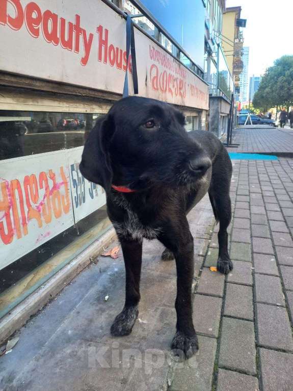 Собаки в Москве: Найди Дом для Варвары! Девочка, Бесплатно - фото 3