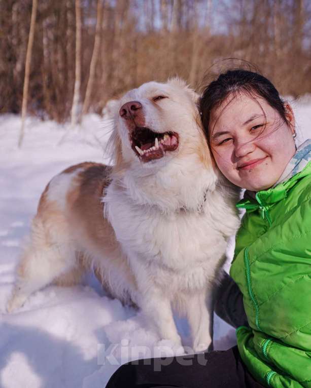 Собаки в Москве: Ищет дом красивый мальчик по кличке Беляшик Мальчик, Бесплатно - фото 5