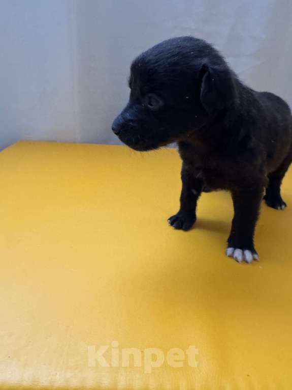 Собаки в Москве: Гришенька ищет родителей Мальчик, Бесплатно - фото 4