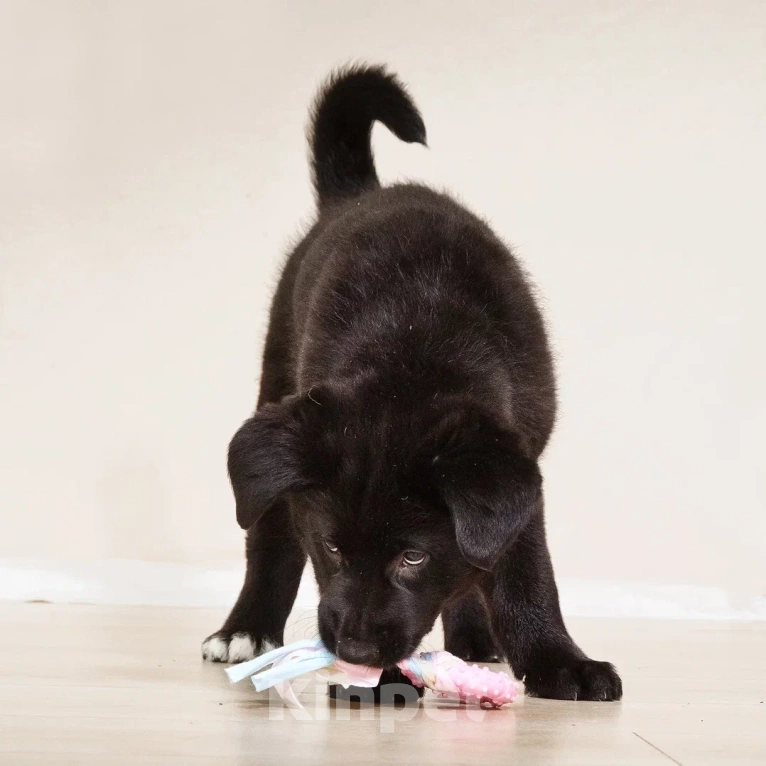 Собаки в Лосином-Петровском: Диего якутенок Мальчик, Бесплатно - фото 6