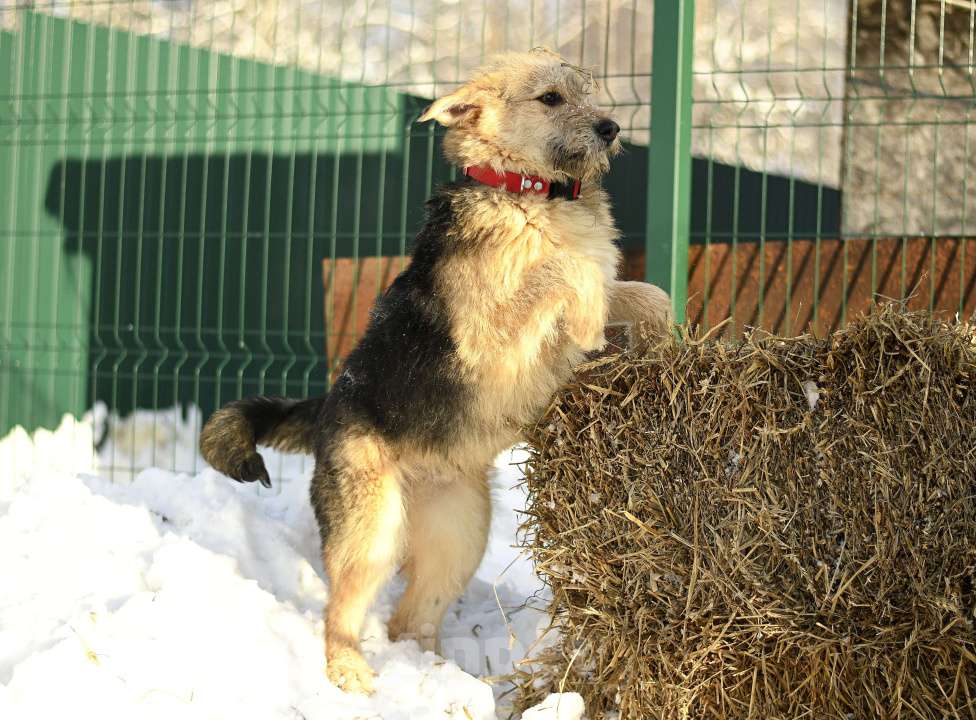 Собаки в Москве: Арчи в добрые руки Мальчик, Бесплатно - фото 4