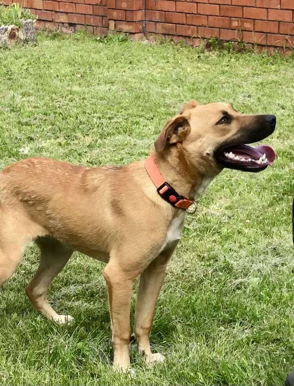 Собаки в Санкт-Петербурге: Красивая Марта Девочка, Бесплатно - фото 4