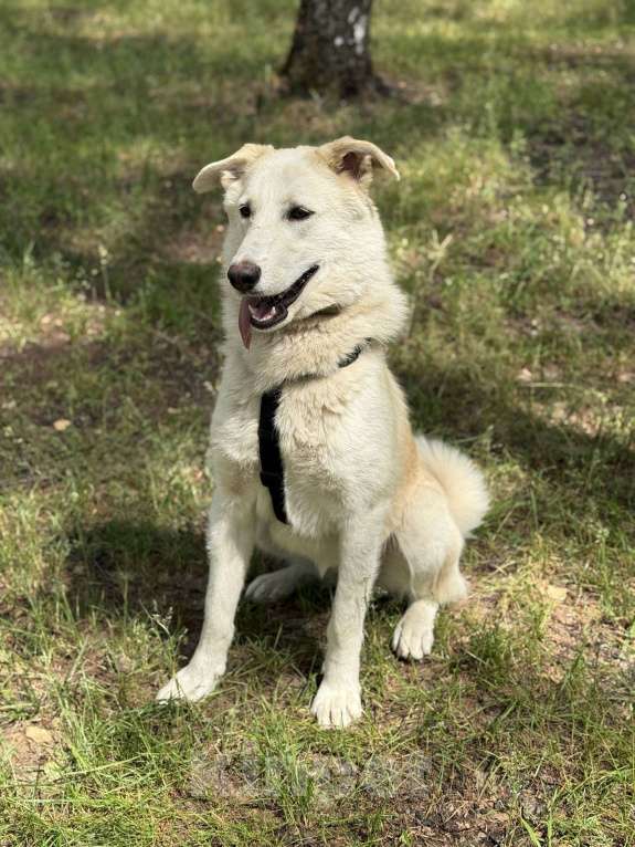 Собаки в Москве: Мики щенок  Девочка, Бесплатно - фото 9