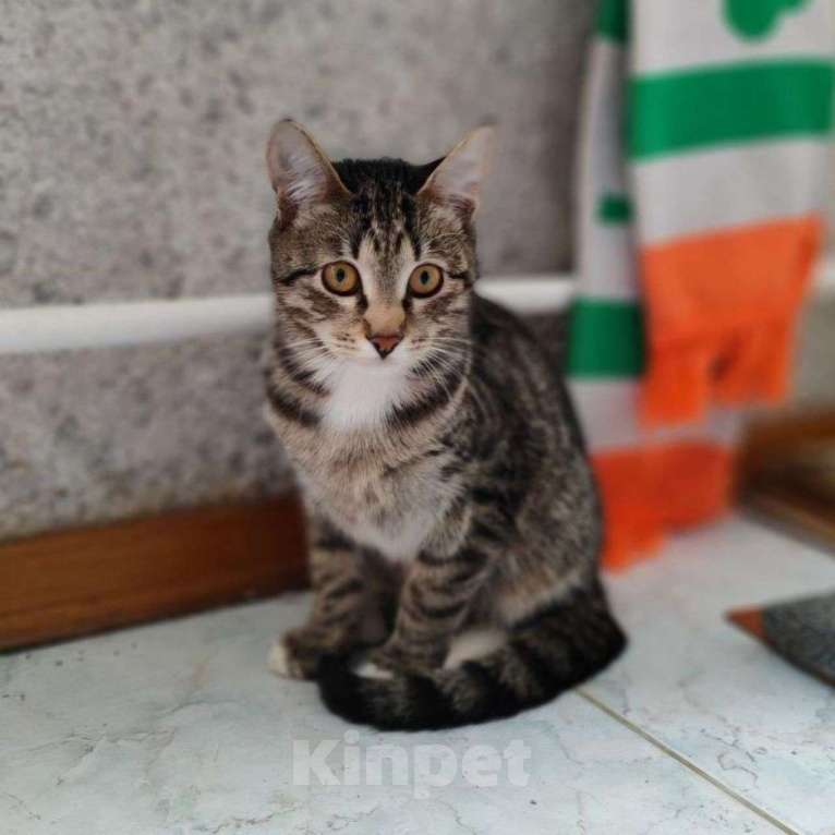 Кошки в Москве: Хороший ласковый котёнок ищет добрые руки Мальчик, Бесплатно - фото 2