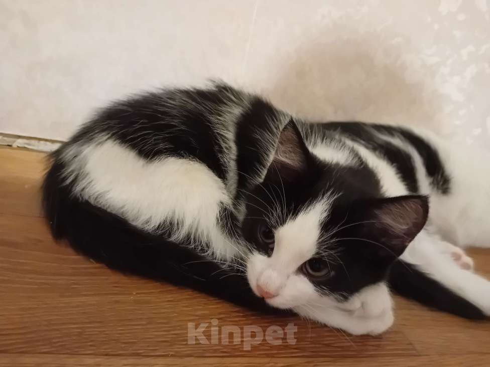 Кошки в Самаре: Прекрасный кошачий мальчишка Мальчик, Бесплатно - фото 6