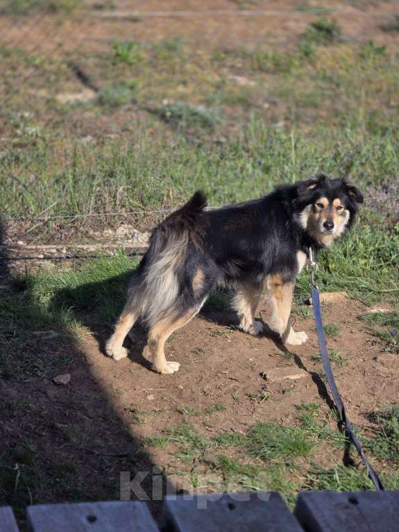 Собаки в других городах Крыма: Пропал пес по кличке Къара  Мальчик, 5 000 руб. - фото 3