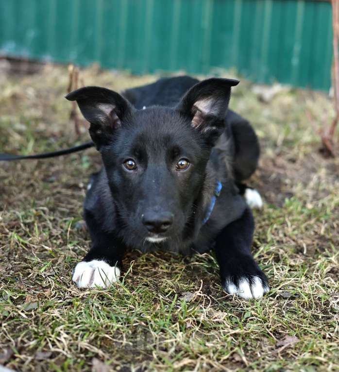 Собаки в Москве: Щенок бесплатно в Москве Мальчик, Бесплатно - фото 1