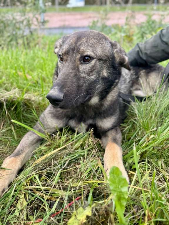 Собаки в Санкт-Петербурге: Молодой добрый и веселый пёс ищет дом Мальчик, Бесплатно - фото 7