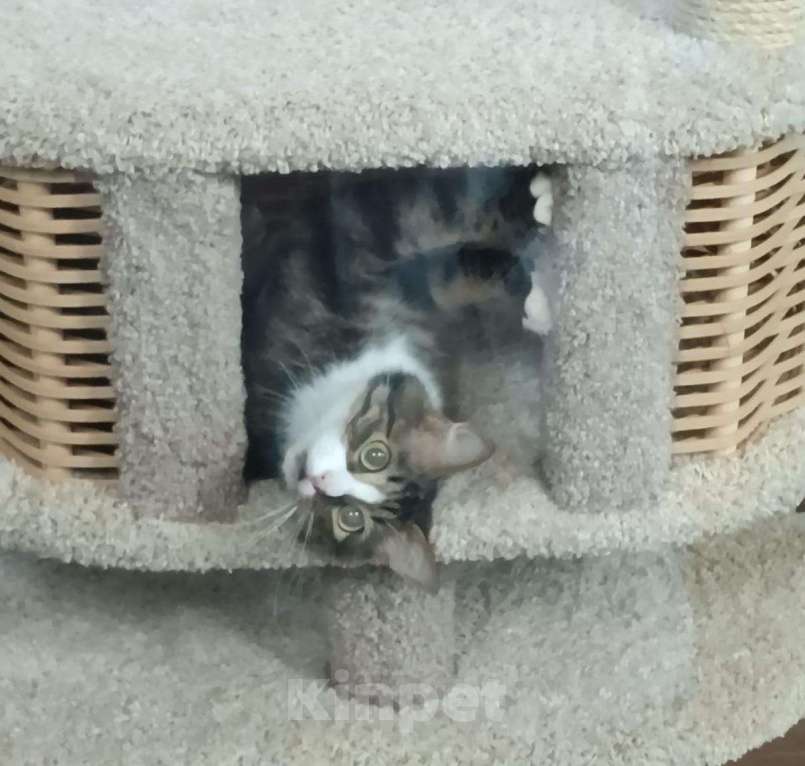 Кошки в Москве: ищет дом профессиональный инструктор по комфортному сну 🛌 Мальчик, Бесплатно - фото 5