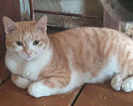 Кошки в Кемерово: Кот мышелов в добрые руки Мальчик, 100 руб. - фото 1
