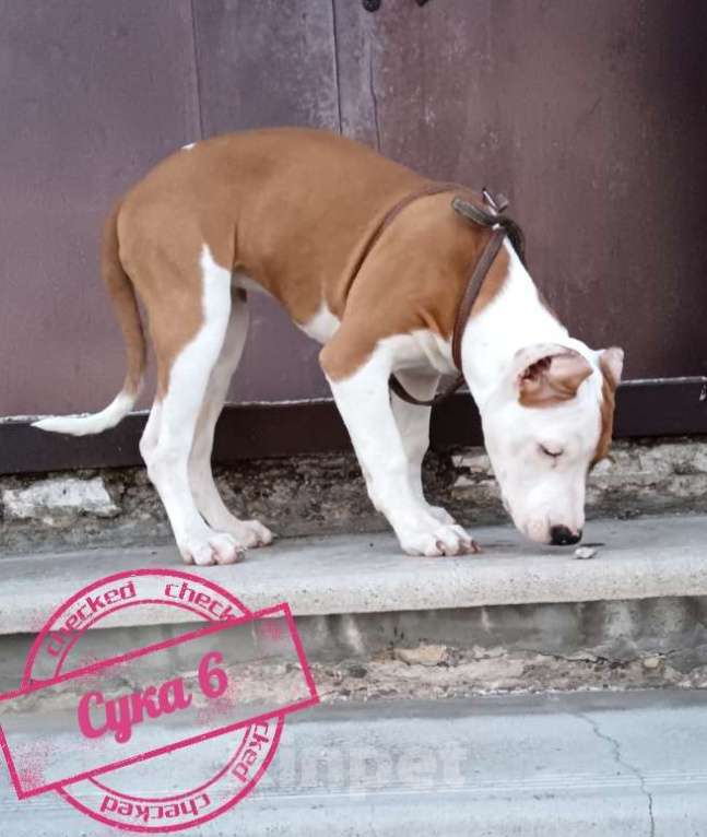 Собаки в Томске: Американский стафордширский терьер  Девочка, 25 000 руб. - фото 4