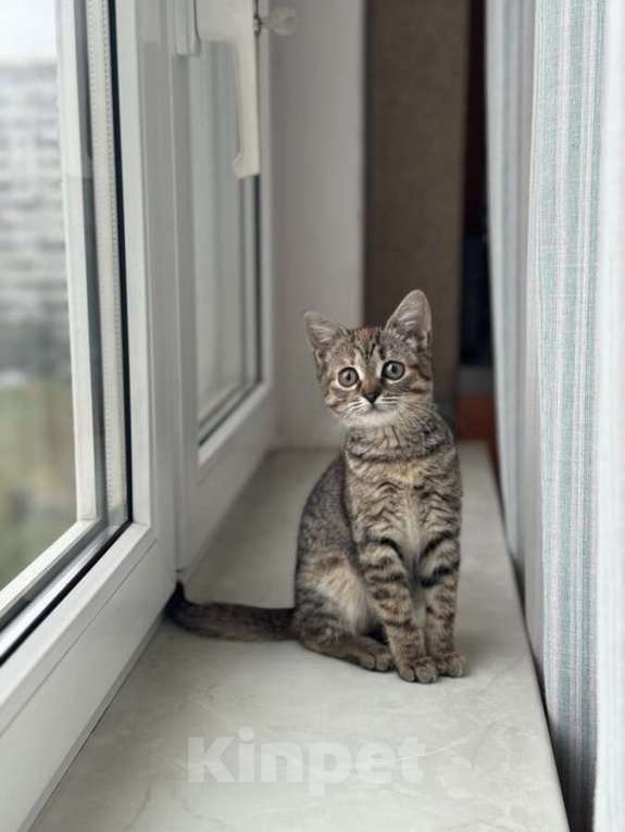 Кошки в Москве: Любопытная и нежная Тоси ищет дом (2 мес)  Девочка, Бесплатно - фото 3