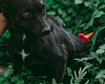 Собаки в Москве: Маленькая собачка Доли, вес 8 кг, ищет дом! Девочка, Бесплатно - фото 6