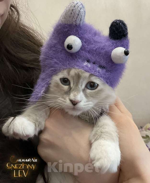 Кошки в Санкт-Петербурге: Невский маскарадный котенок Мальчик, 48 000 руб. - фото 10