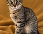 Кошки в Мытищах: Котята в добрые руки Мальчик, Бесплатно - фото 8