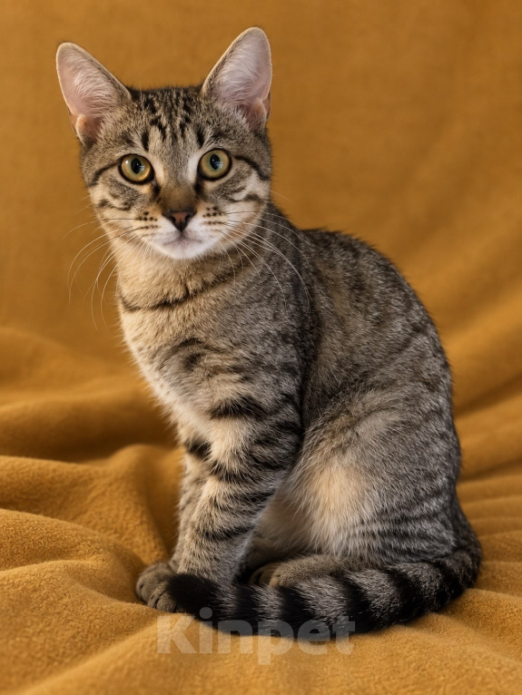 Кошки в Мытищах: Котята в добрые руки Мальчик, Бесплатно - фото 8