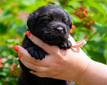 Собаки в Челябинске: Девочка чёрного лабрадора- ретривера 1 мес Девочка, 60 000 руб. - фото 2